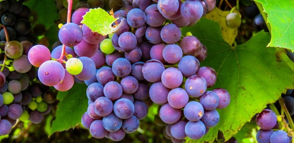 Uvas plantadas en casa